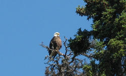 /images/eagle_250x151.jpg