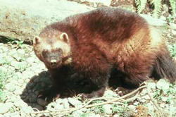 /images/wolverine-2_250x166.jpg